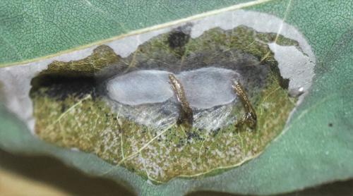Réf. 331 003 : Macrosaccus robiniella